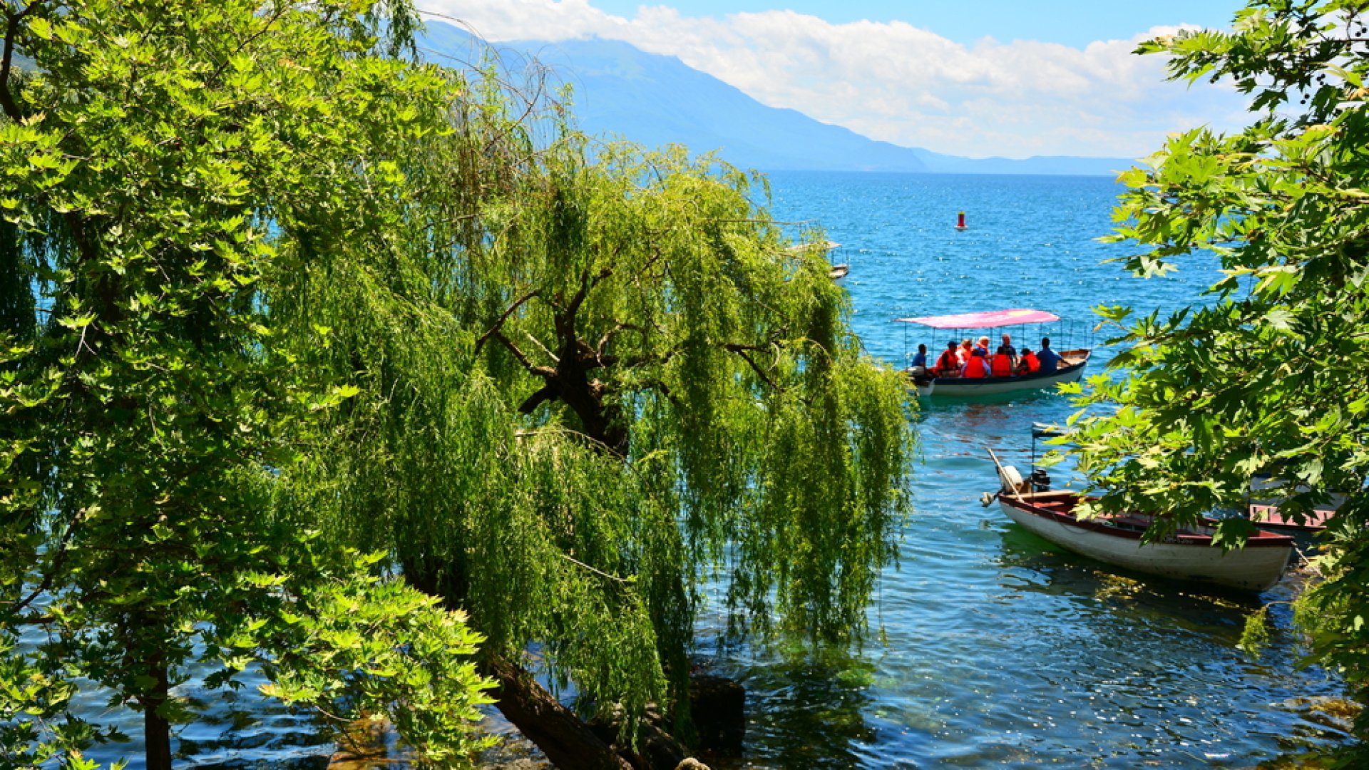 Balaton fűzfa Balaton fűzfamegcsonkítása