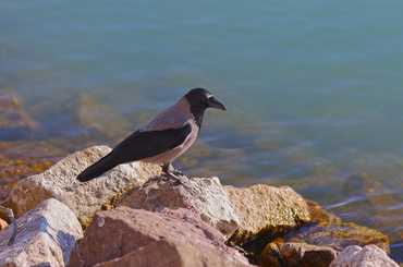 varjak Balaton